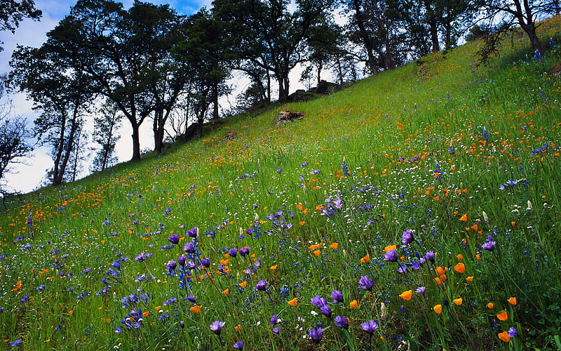 mountain spring flowers-spring Album, HD wallpaper
