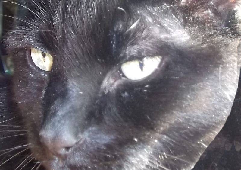 My Old Familiar, demon, whiskers, kitty cat, black cat, black, cat, cat face, HD wallpaper