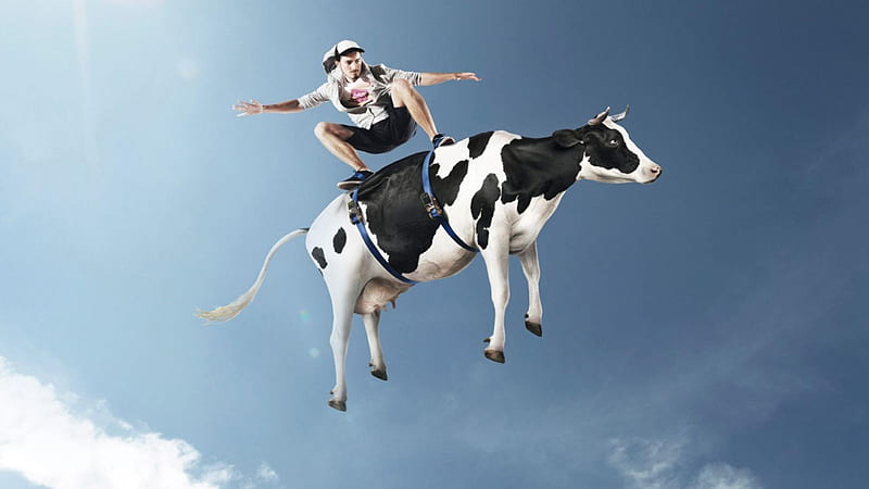 Funny surfing, cow, black, man, creative, sky, surfing, situation, animal, fantasy, vaca, funny, white, blue, HD wallpaper