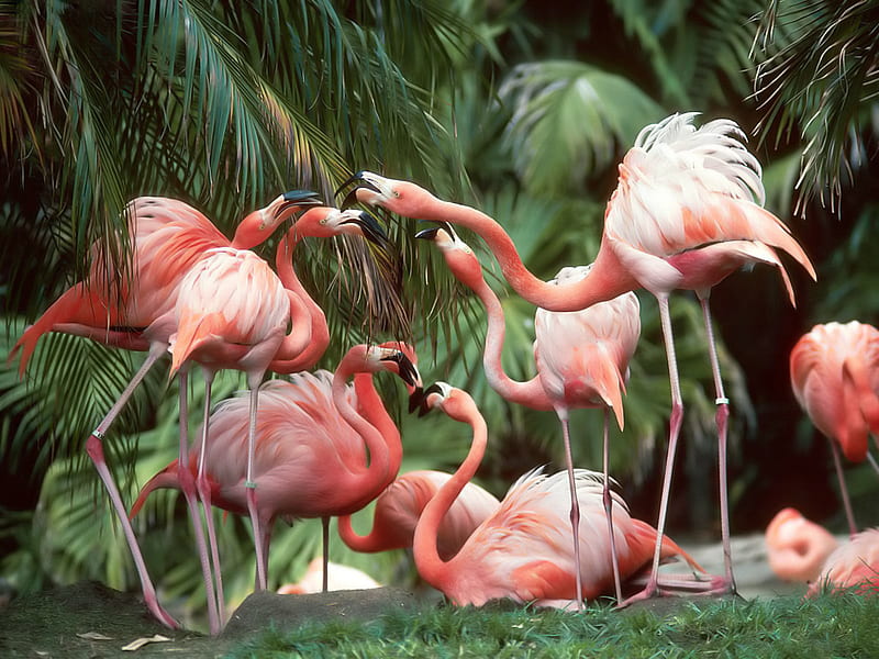Flamingos, cool, HD wallpaper