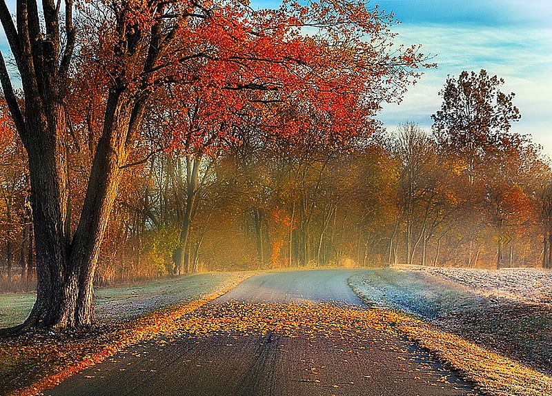 The drive, autumn, leaves on ground, colored leaves, curve, road, trees, mist, HD wallpaper