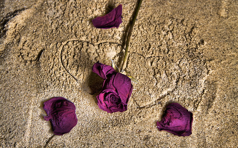 purple rose, sand, two hearts, love concepts, roses, purple flowers, romance, HD wallpaper