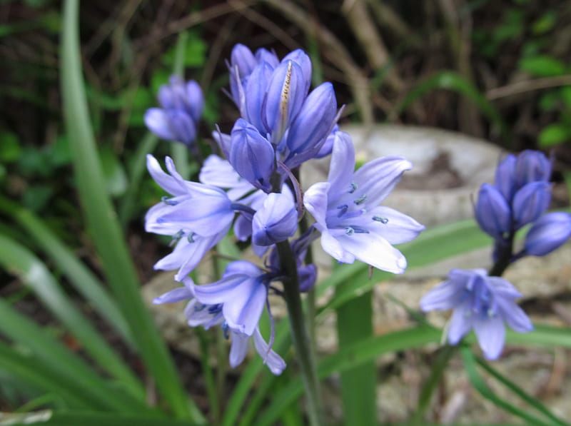 Spring Bluebells, Bluebells, Flora, Blooms, Spring, petals, Flowers, HD wallpaper