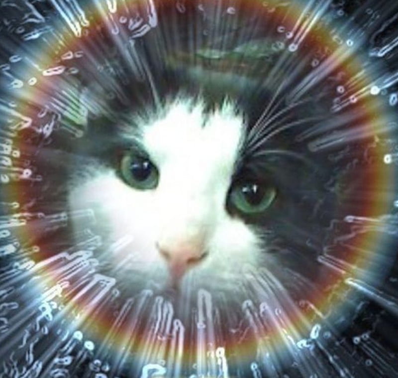 Cat-Fatso Rainbow, cute, space, tuxedo, rainbow, cat, cats, tuxedo cat, fatso, HD wallpaper