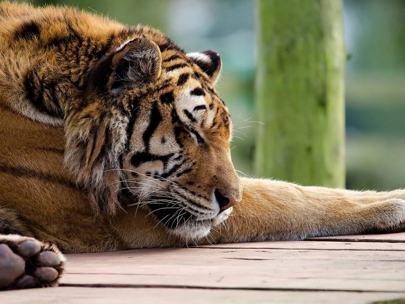 Tomando un descanso, tigres, naturaleza, grandes felinos, leones, animales, animales  salvajes, Fondo de pantalla HD | Peakpx