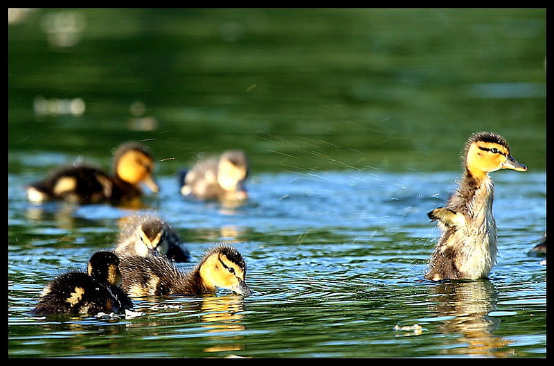 Making a splash, ducks, ducklings, lake, HD wallpaper