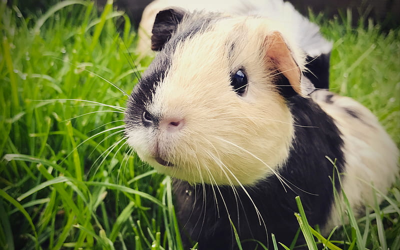 guinea pig, close-up, cavy, rodent, black-white guinea pig, cute animals, pets, Cavia porcellus, HD wallpaper