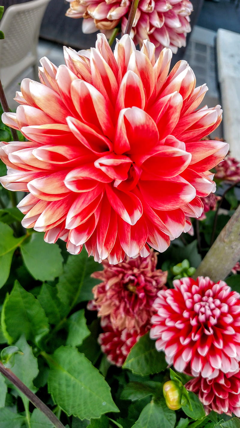 Full Bloom, flower, red, summer, HD phone wallpaper