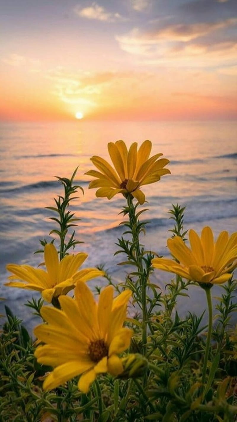 Yellow Flowers, nature, HD phone wallpaper | Peakpx