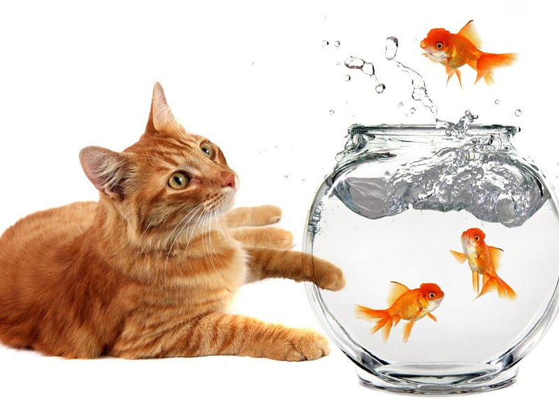 One, two..., orange, fish, aquarium, ginger, cat, animal, glass, water, funny, white, HD wallpaper