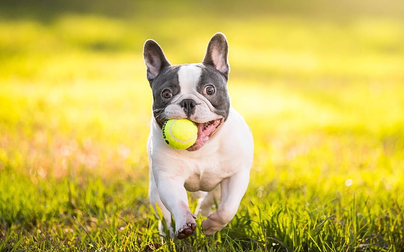 french bulldog, tennis ball, funny dog, dogs, lawn, running dog, cute animals, bulldogs, HD wallpaper