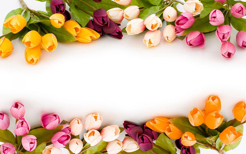 colorful tulips frame, floral concepts, floral frames, white backgrounds, spring flowers, colorful floral frame, tulips frames, background with flowers, HD wallpaper