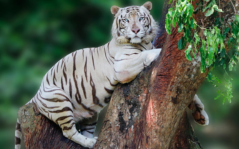 white tiger, predators, tiger on a tree, tigers, dangerous animals, HD wallpaper