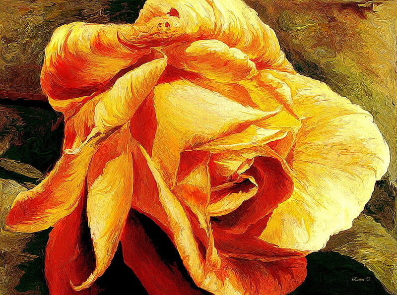 Yellow rose, Yellow, Rose, Reproduction, Flower, HD wallpaper