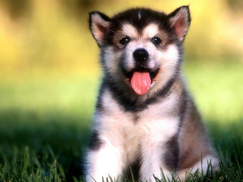 Alaskan Malamute pup, cute, young, small, dog, HD wallpaper