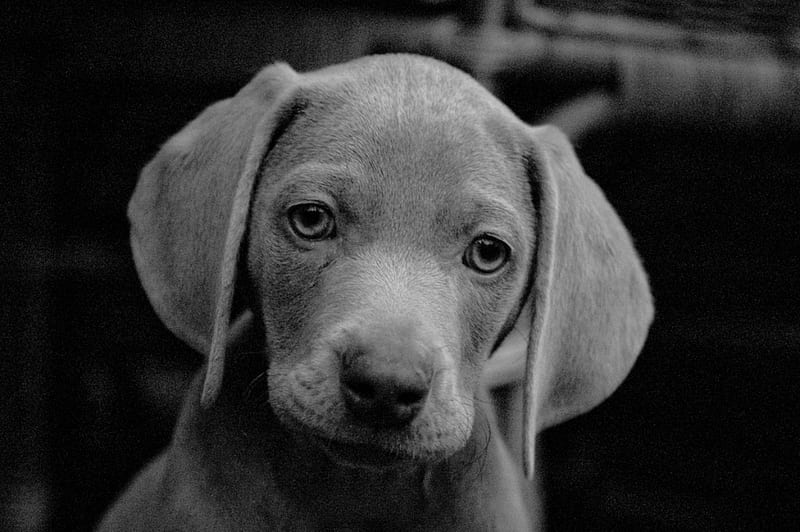 so cute puppy, black and white, domestic, puppy, dog, HD wallpaper