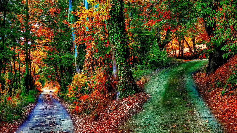 wonderful paths in an october forest r, forest, autumn, paths, leaves, r, hill, dog, HD wallpaper