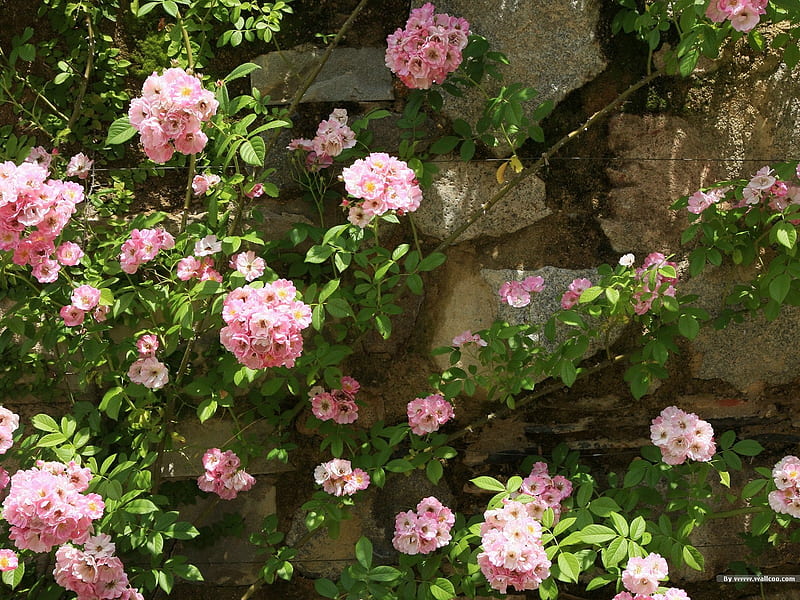 Flowers on the wall- Japanese garden art landscape, HD wallpaper