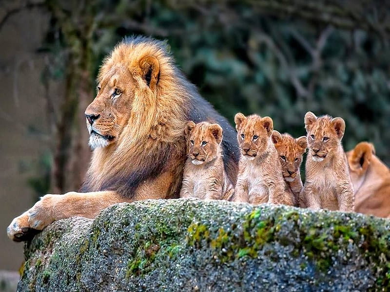 King and kids, king, cubs, male, lion, HD wallpaper