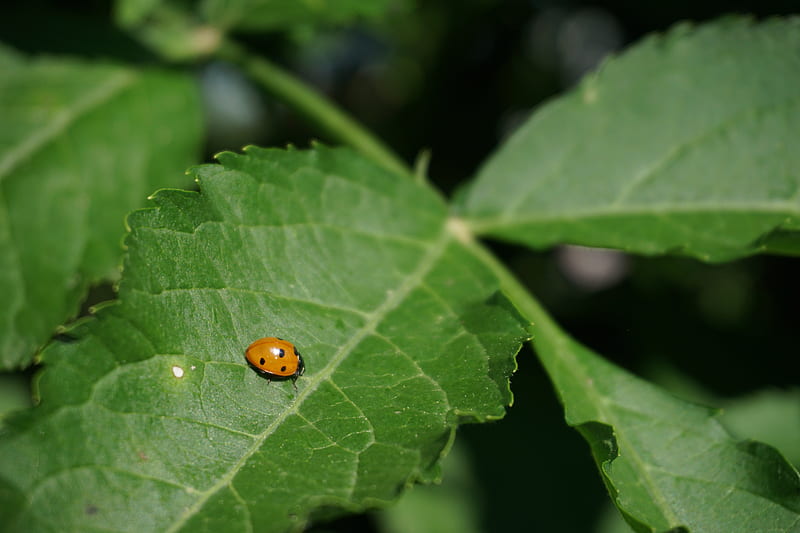 orange ladybug on green leaf, HD wallpaper