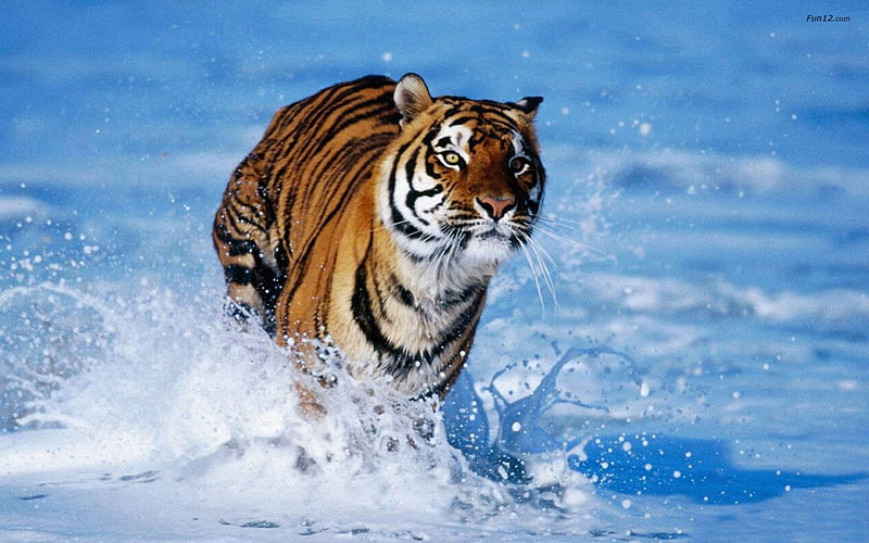 Tigre, bengala, agua, animales, Fondo de pantalla HD | Peakpx