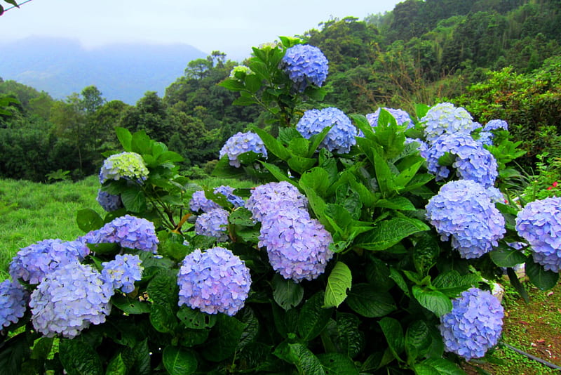 Hortensia, montaña, bonita, plantas con flores, encantador, Fondo de  pantalla HD | Peakpx