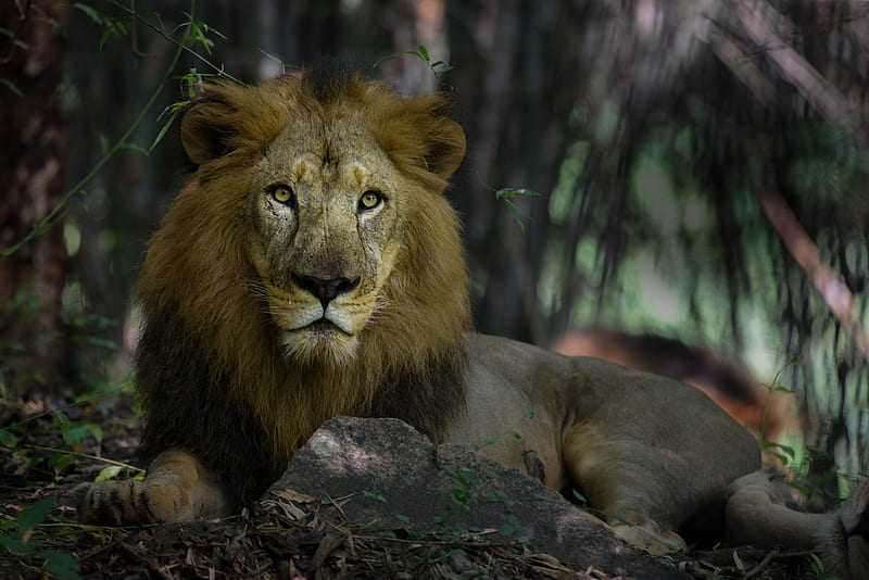 lion, predator, mane, king of beasts, big cat, HD wallpaper