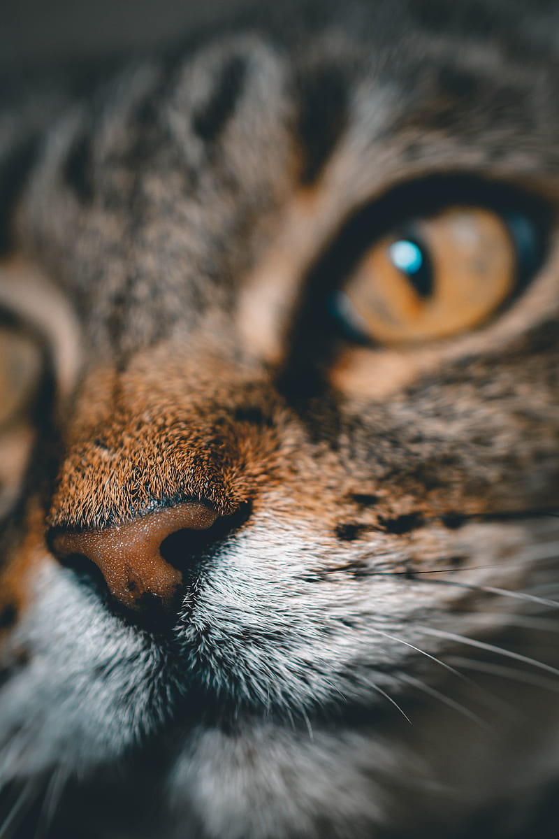 Cat, face, nose, closeup, pet, HD phone wallpaper | Peakpx