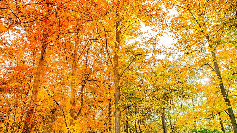 Fall Foliage Forest Nature, HD wallpaper