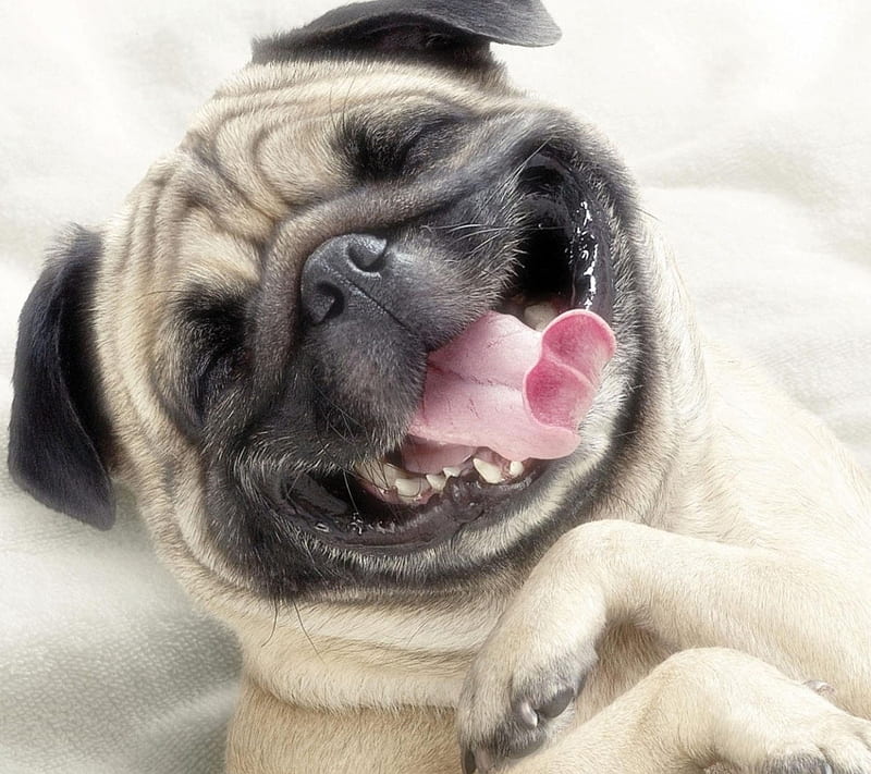 Pug, dogs, funny, pets, smile, HD wallpaper