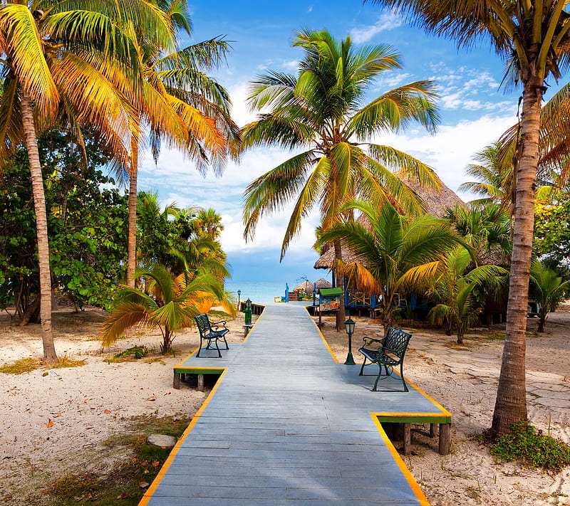 Path Shore, beach, ocean, palm, paradise, sand, sea, tree, HD wallpaper