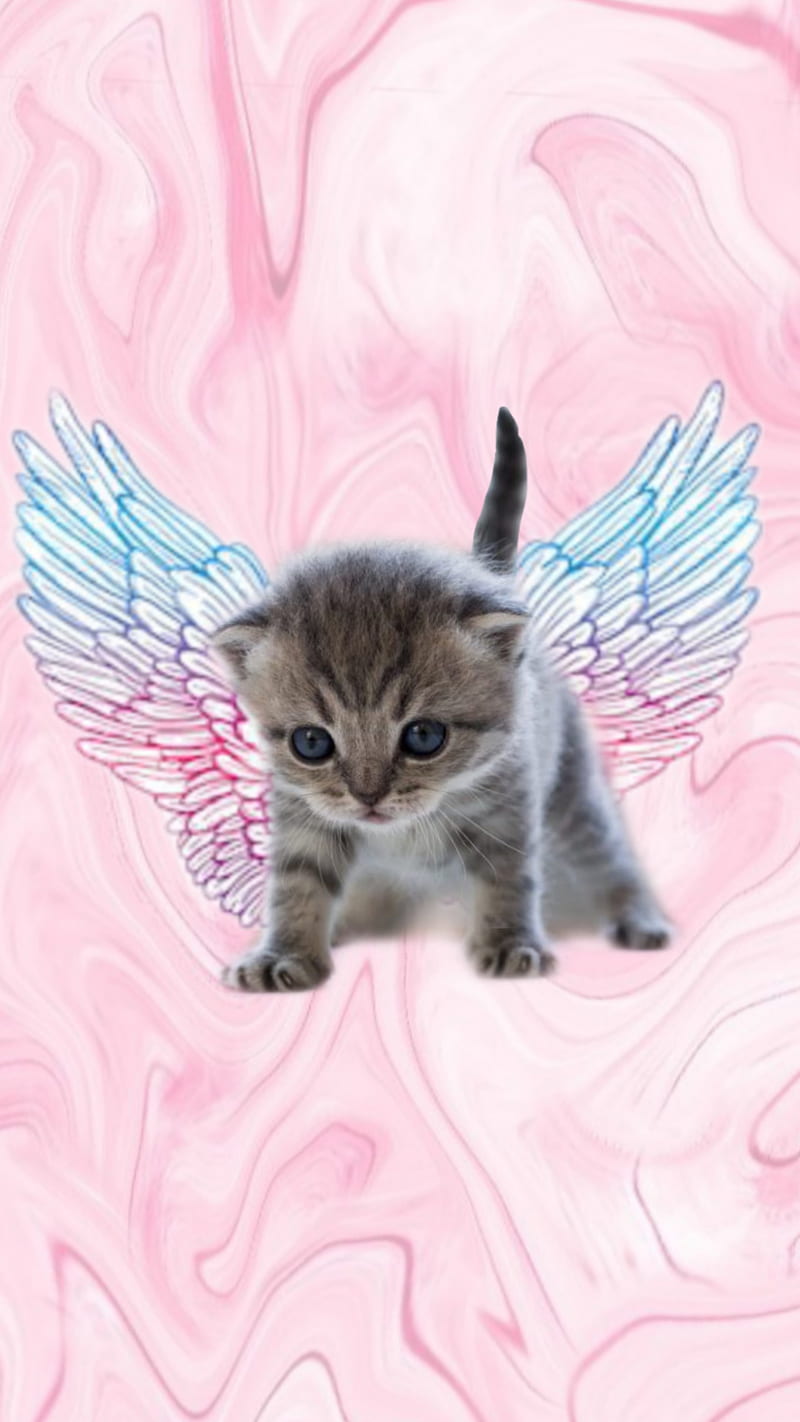 Angel cat , cats, kitten, night, meow, HD phone wallpaper