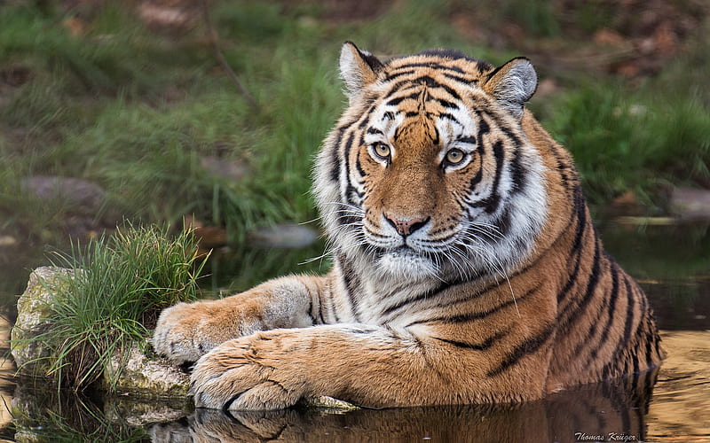 Cats, Tiger, Amur Tiger, Big Cat, Water, Wildlife, predator (Animal), HD wallpaper