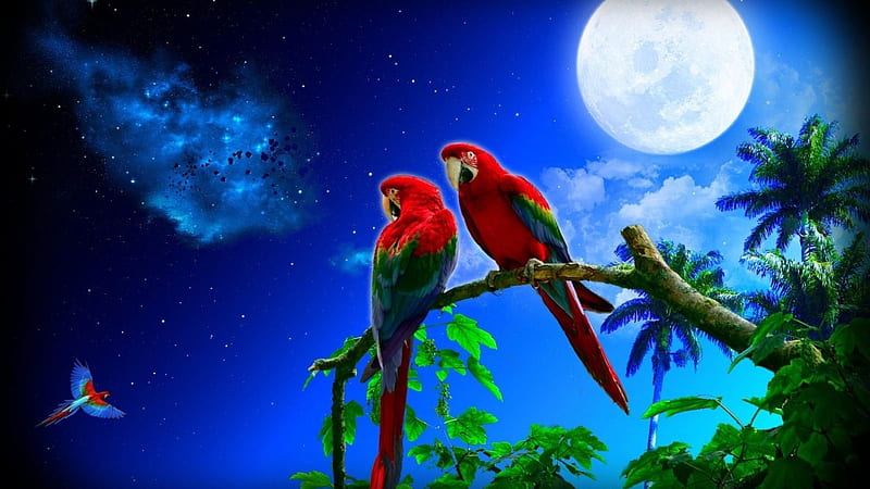 Papagei, Rot, Blau, Deutschland, HD wallpaper