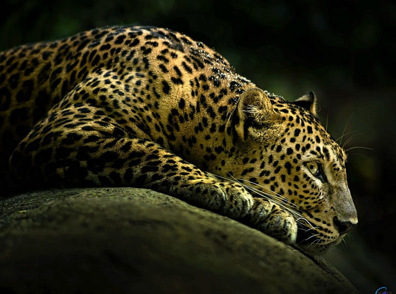 Lurking leopard, leopard, tree, cats, wild, HD wallpaper