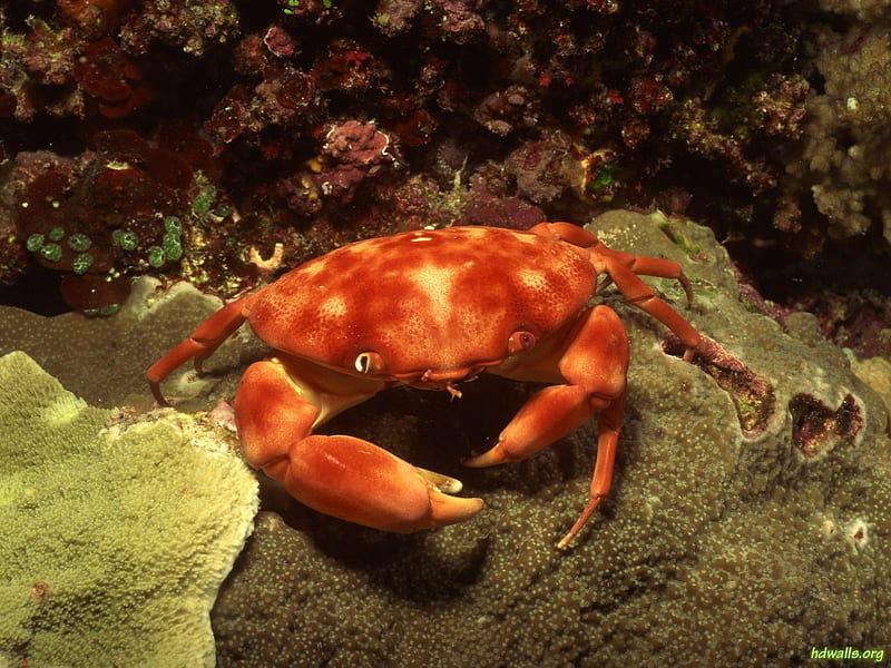 Red Crab, water, life, fish, ocean, coral, sea, HD wallpaper