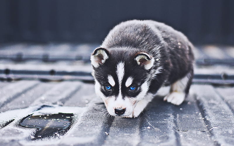 Siberian Husky, puppies, cute animals, pets, dogs, small siberian husky, HD wallpaper