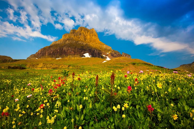 Mountain Wildflowers, Montana, springtime, bonito, clouds, Glacier National Park, meadows, mountains, wildflowers, flowers, HD wallpaper
