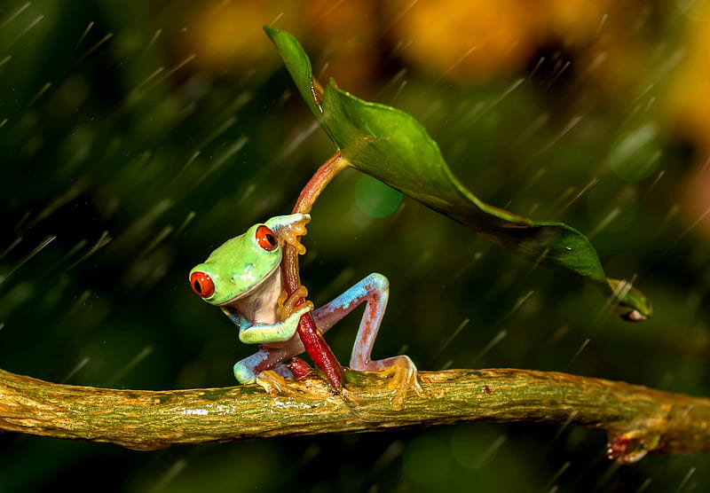 Frog, broasca, green, macro, rain, leaf, HD wallpaper