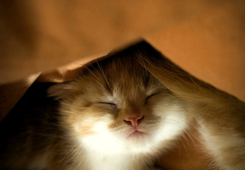 Sleepyhead, feline, white and orange, blanket, cat, kitten, HD wallpaper