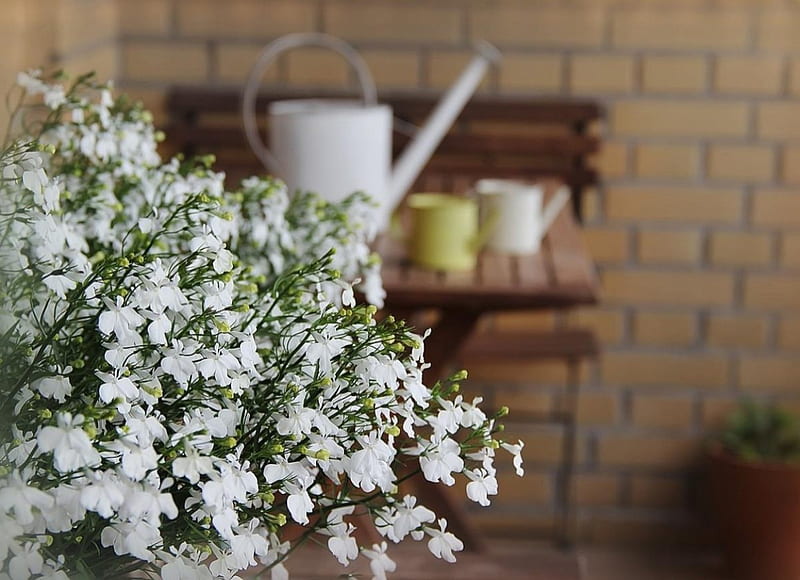 Simply beautiful, watering can, brick, flowers, blossoms, garden, white, home garden, wall, HD wallpaper