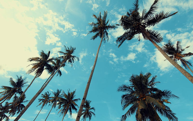tall palm trees, tropical island, evening, palm trees against the sky, palm leaves, palm trees, HD wallpaper