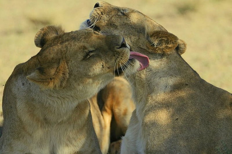 I take care of you, lioness, wild life, big cat, lion, HD wallpaper
