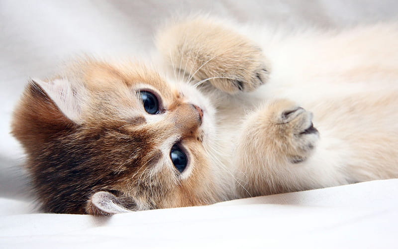 Small kitten, bed, beige cat, cute animals, pets, HD wallpaper | Peakpx