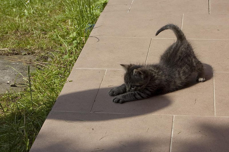Gotcha..., gris, cute, playing with shadow, kitten, HD wallpaper