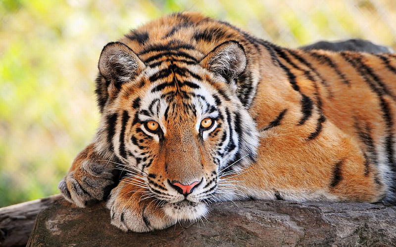 Tiger, animal, black, nature, orange, HD wallpaper | Peakpx