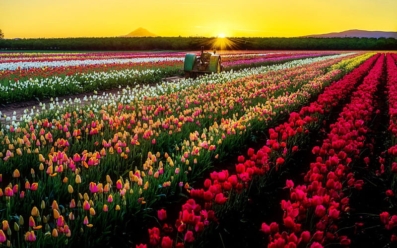Tulips field at sunrise, pretty, colorful, glow, sunlight, shine, bonito, sunset, sky, rays, summer, flowers, tulips, sunrise, rows, field, meadow, HD wallpaper