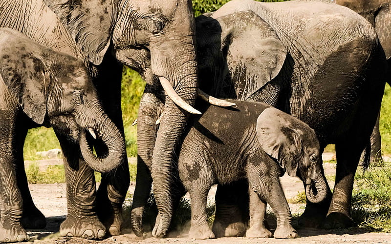 elephants, wildlife, wild animals, elephant family, little elephant, cute animals, HD wallpaper
