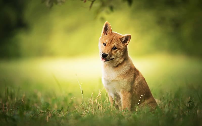 Shiba Inu, lawn, summer, puppy, bokeh, cute dog, pets, dogs, Shiba Inu Dog, HD wallpaper