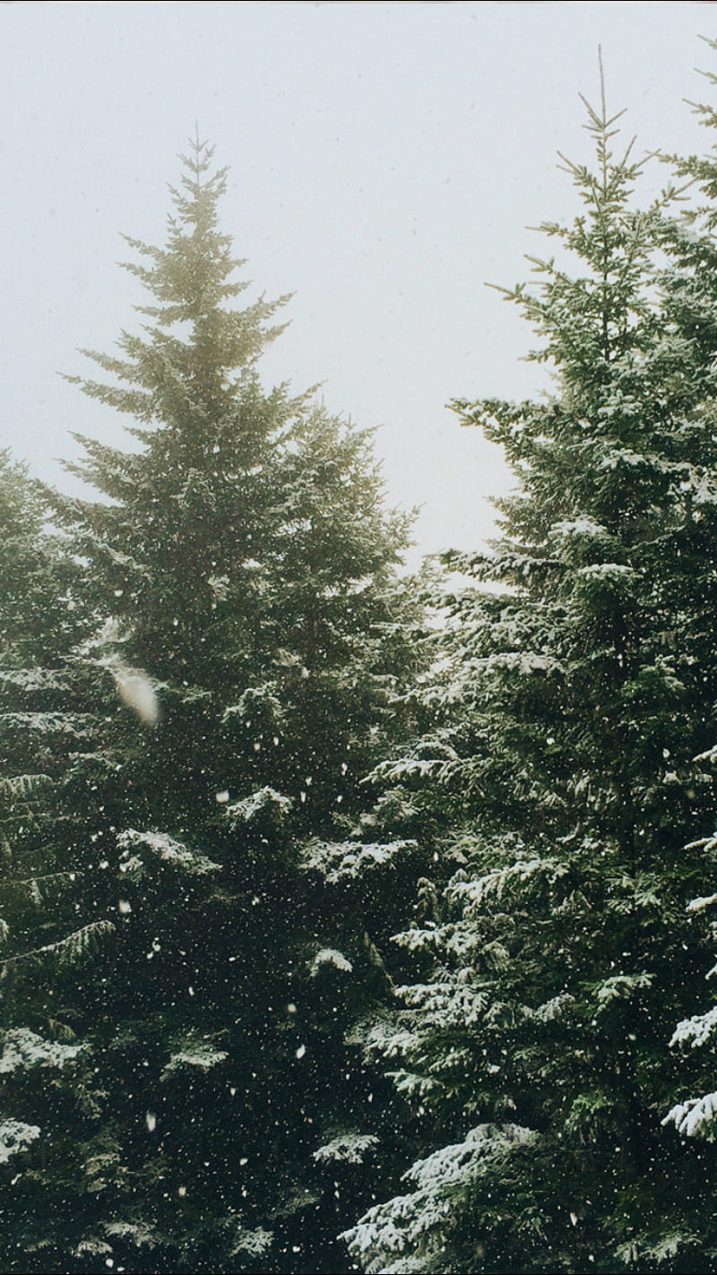 Winter Tree, forest, christmas, xmas, light, snow, santa clause, HD phone wallpaper